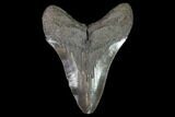 Fossil Megalodon Tooth - Serrated Blade #95319-2